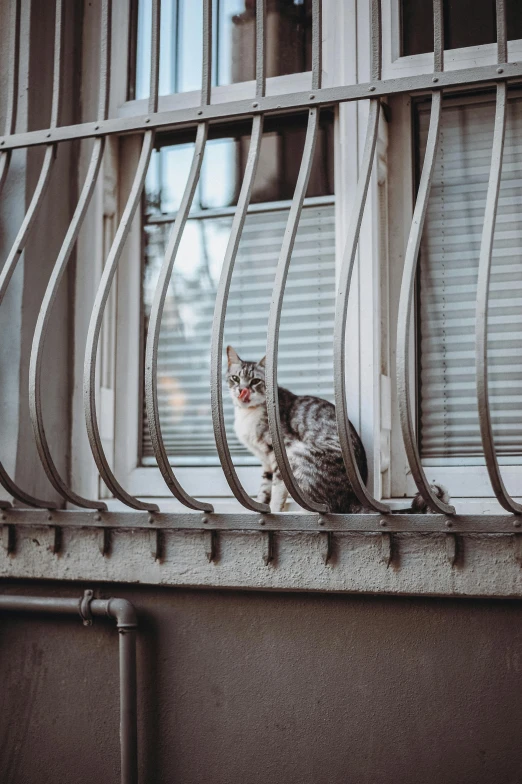 a cat looking out the side of an apartment window