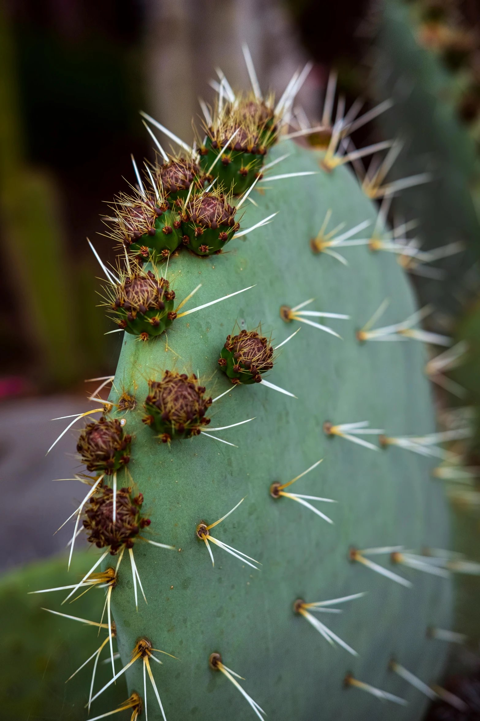 the spiky cactus has been covered with several spikes