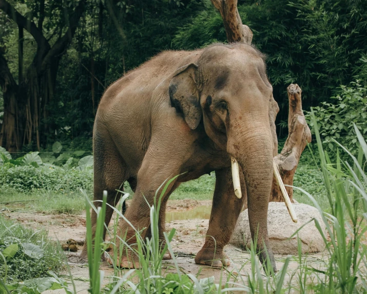 two elephants standing next to each other in a field