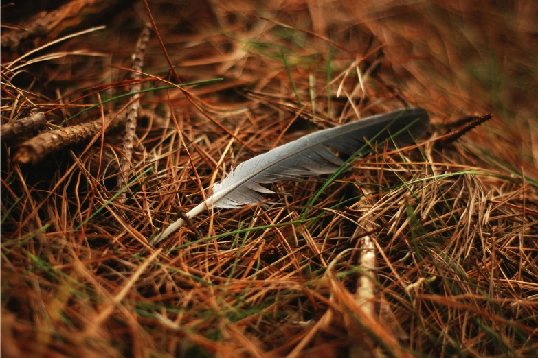 a feather rests on the ground amongst grass