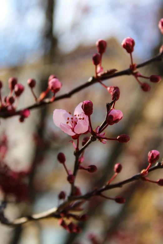 the flowers of the tree are blooming in the spring