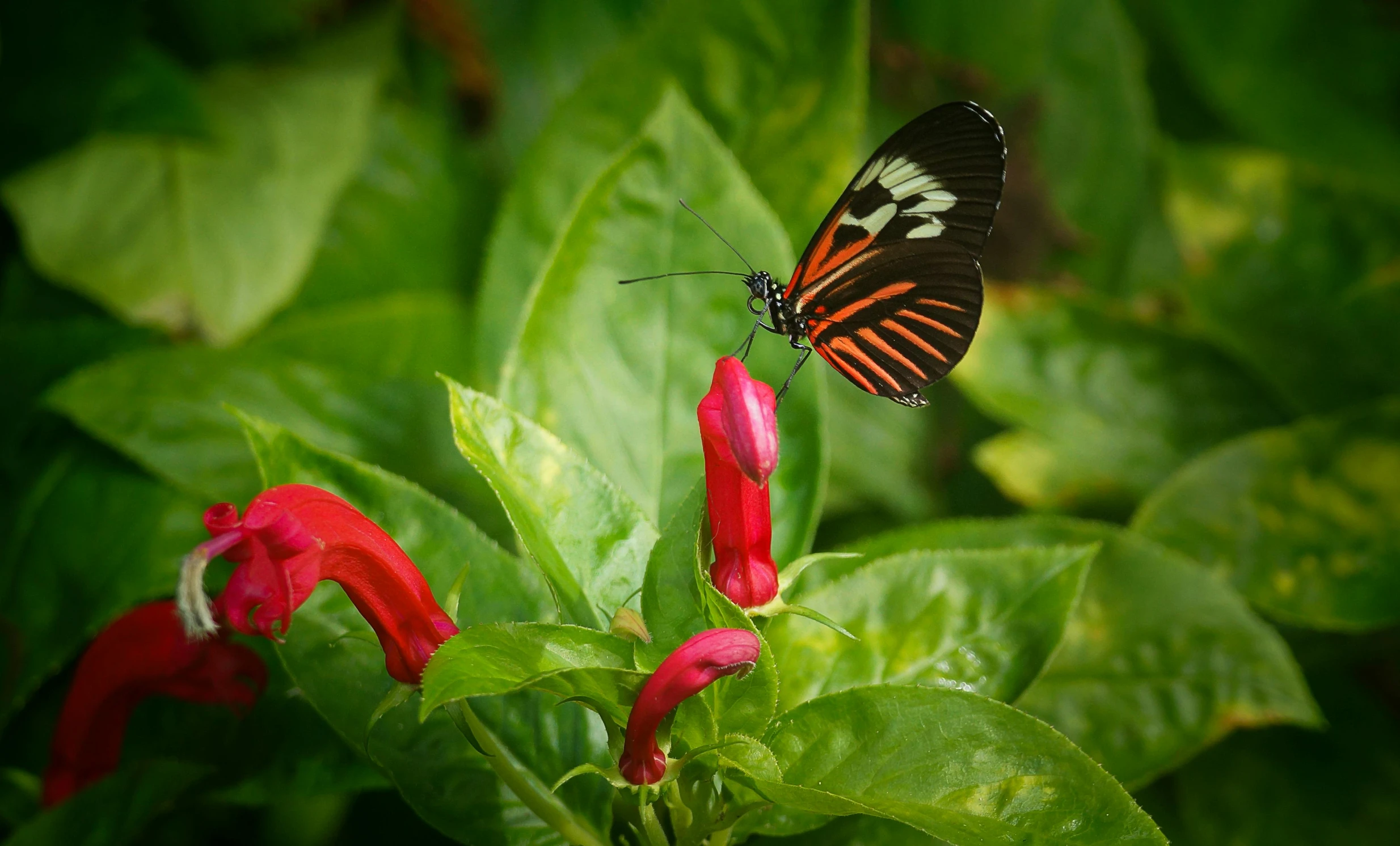 two brown and black erflies on red flowers