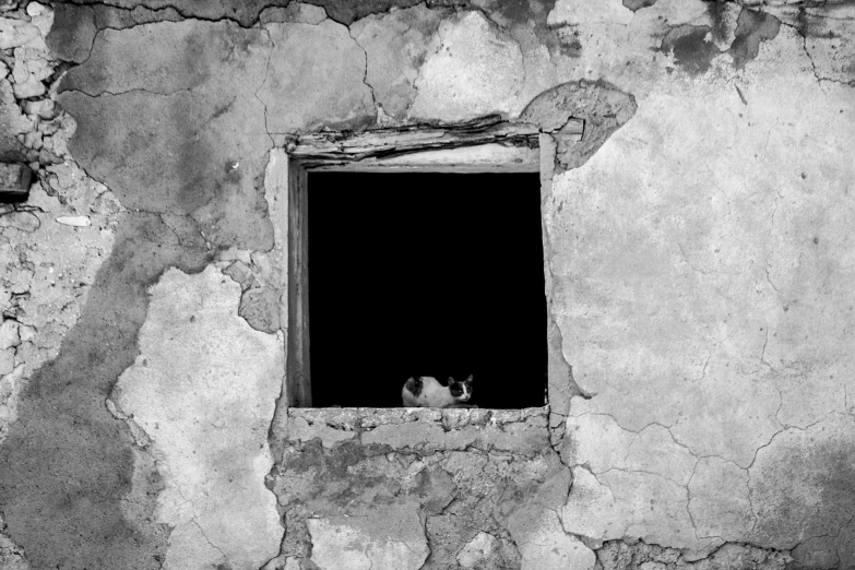 two cats sit on a window ledge looking out at soing