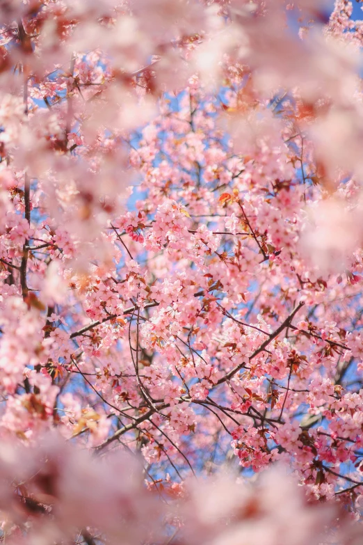 pink flowers on a tree with the sky in the background