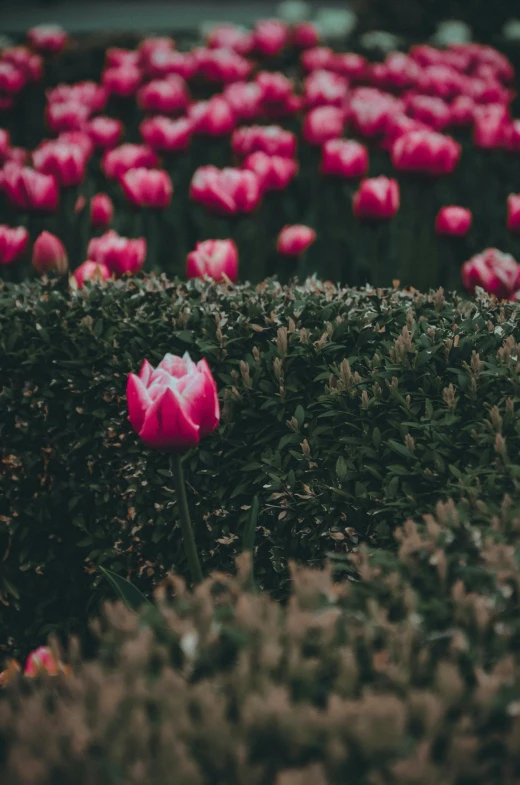 a flower garden with rows of pink flowers