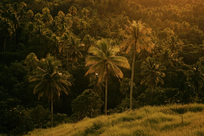 a forest filled with palm trees surrounded by green grass