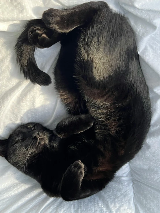 a black cat curled up and playing on top of a bed