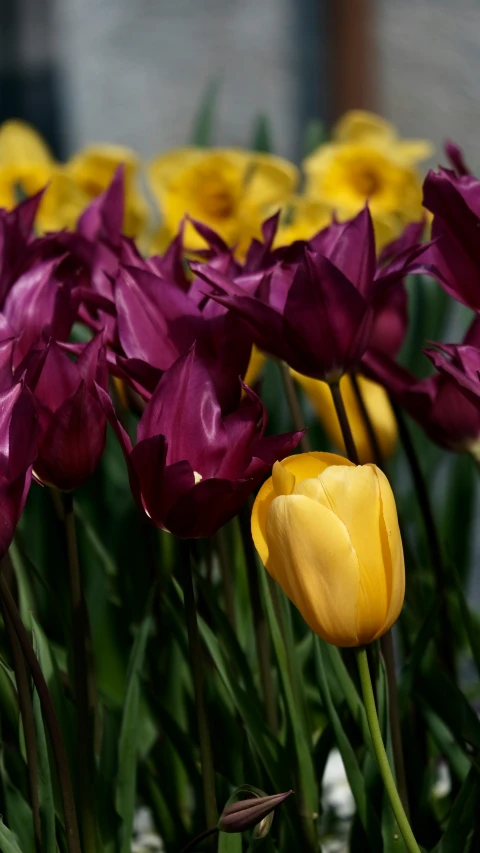 a large collection of yellow and purple flowers