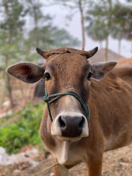 the cow is wearing a green id on its nose