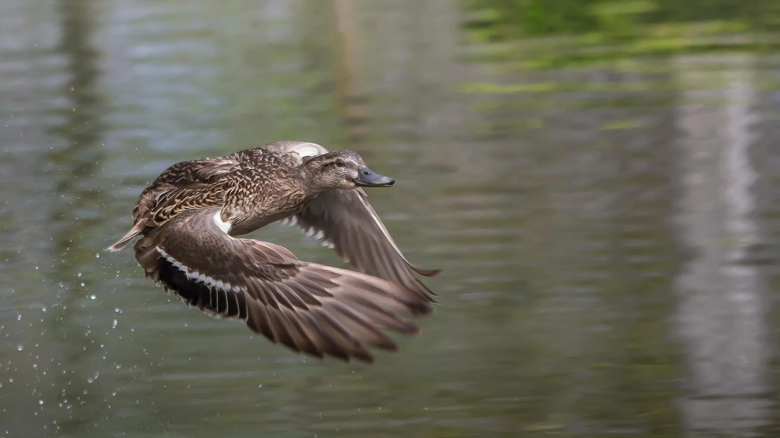 the duck is flying in mid air over the water