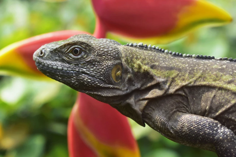 a close up of a black lizard near red flowers