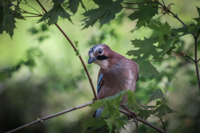 a brown and blue bird sits in a leafy nch