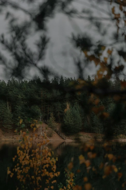 a forest with water and trees on a cloudy day