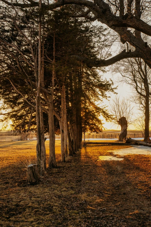 several trees are lit up near some grassy area