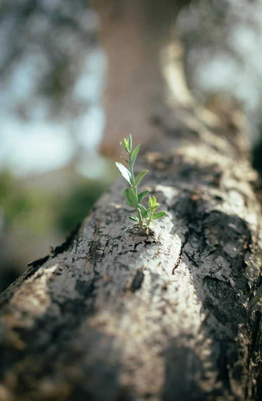 an image of a tree that is growing on it