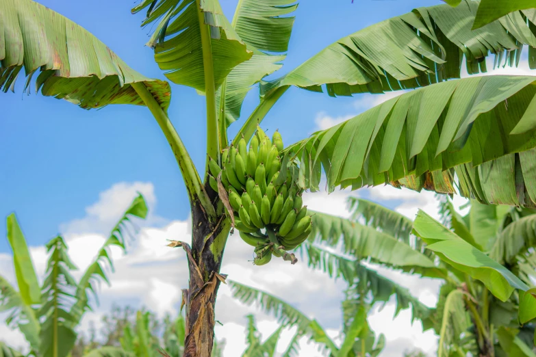 a banana tree that is growing in a field