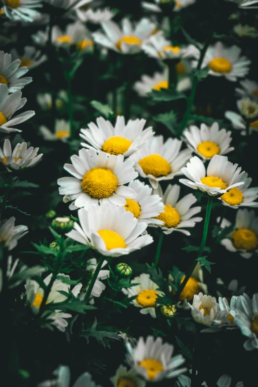 white and yellow flowers with green leaves in the background