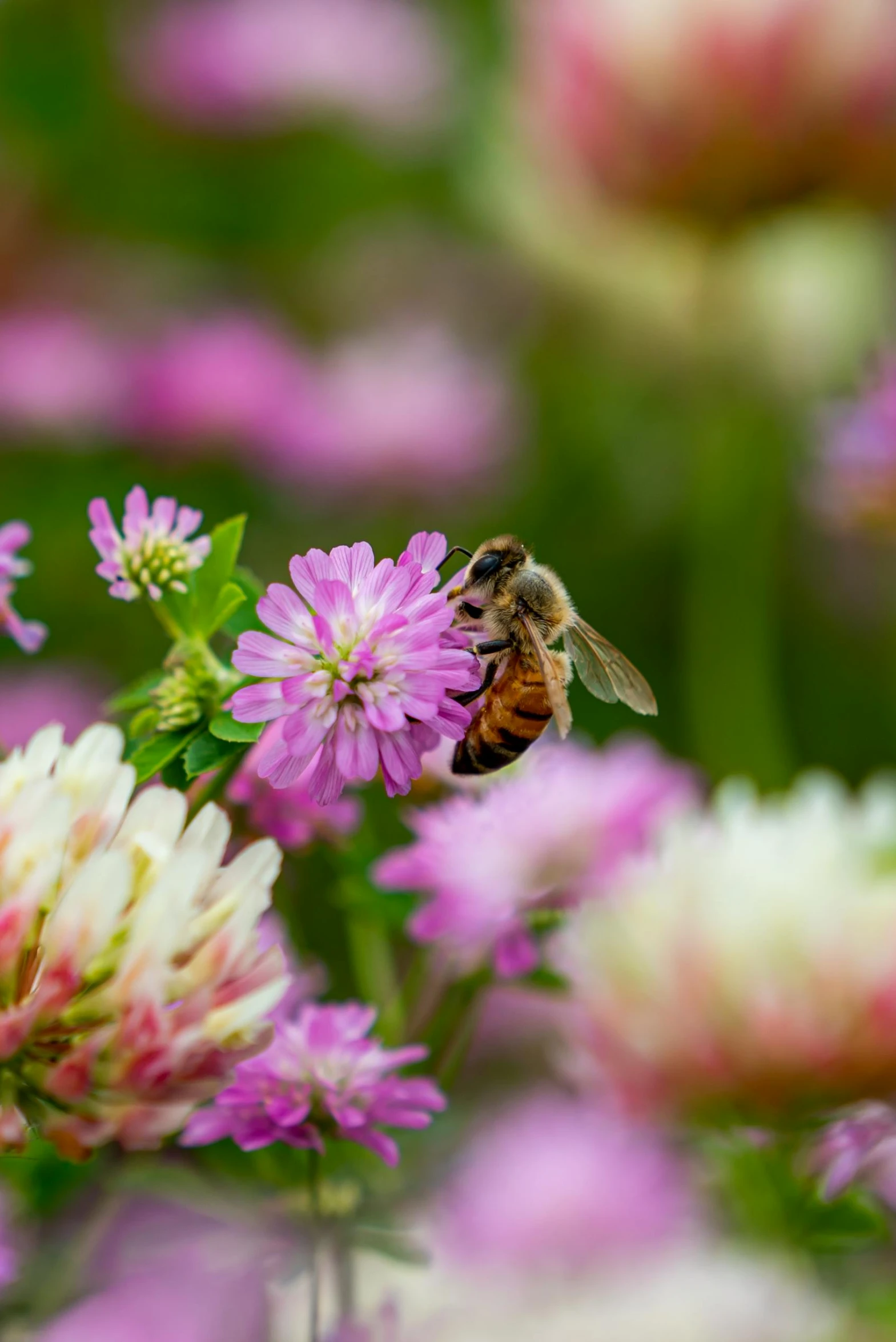 a bee sits on a flower surrounded by pink and white flowers