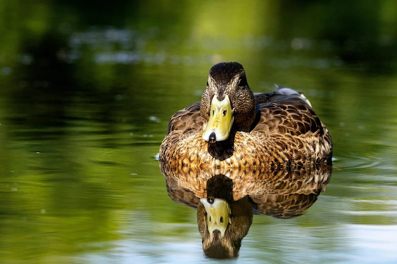 a duck sitting in the water with its face tilted back