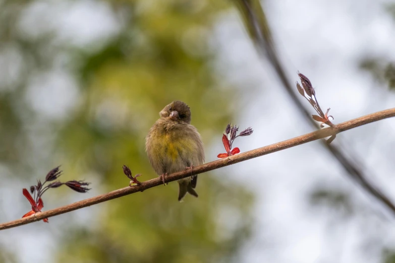 a little bird on a thin nch with leaves