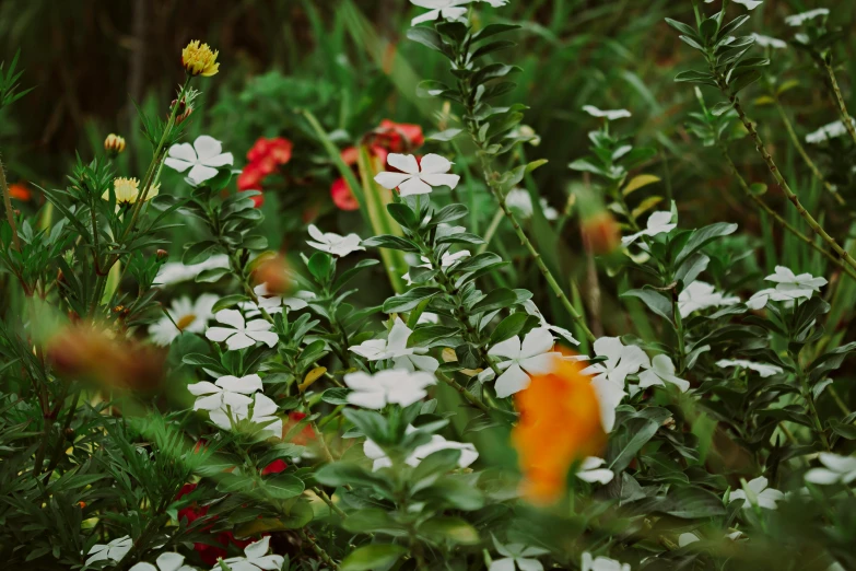 many white, red, and yellow flowers and green plants