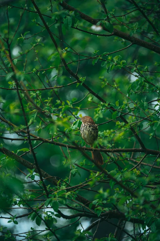 there is a bird that is perched on a tree nch