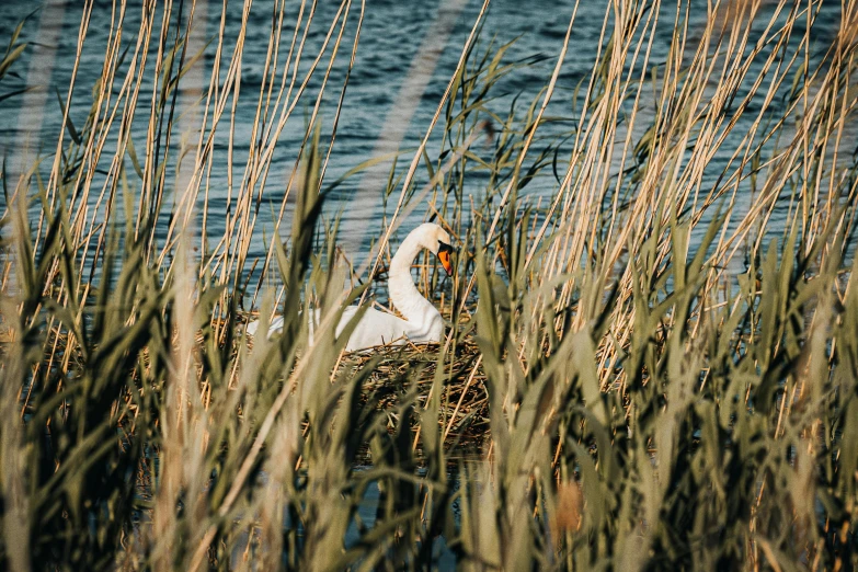 there is a bird that is sitting in the water