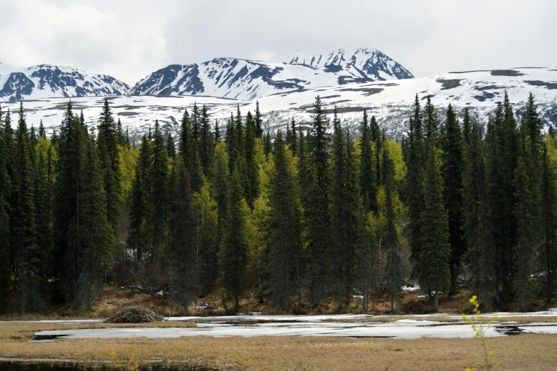 the mountains are behind a lake surrounded by trees