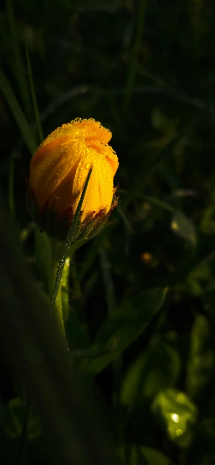 a yellow flower sitting in the grass with its dew droplets on it