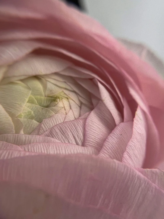 the top half of a flower with pink petals