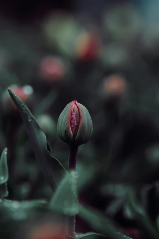 a single flower bud growing through foliage