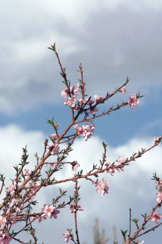 small pink flowers in bloom with blue sky background