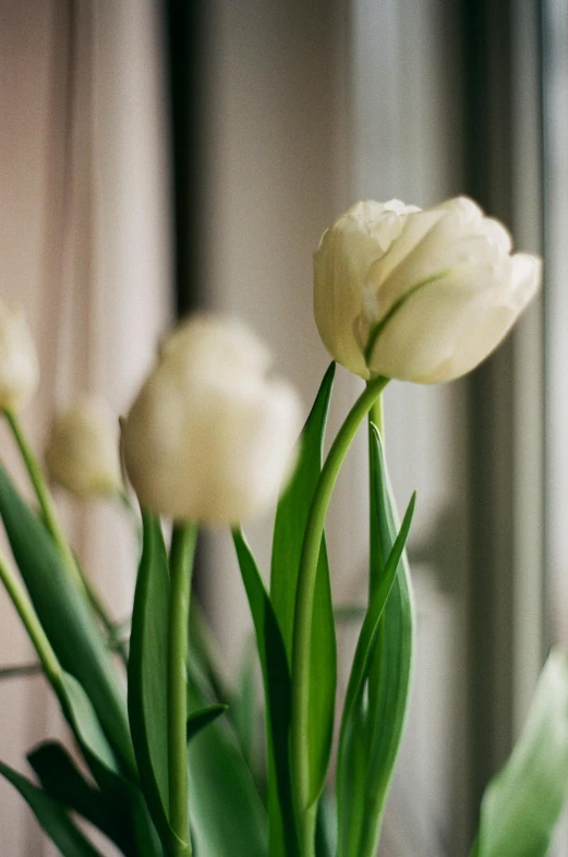 flowers are growing in a glass vase on a table