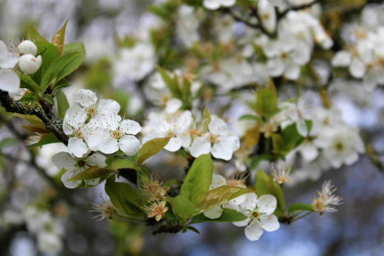 a tree with small white flowers and green leaves