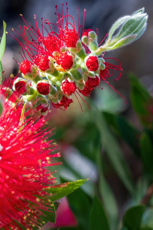 a red flower with green leaves on it