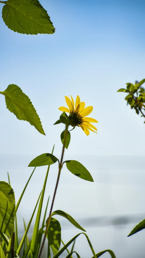 a single sunflower grows among some grass