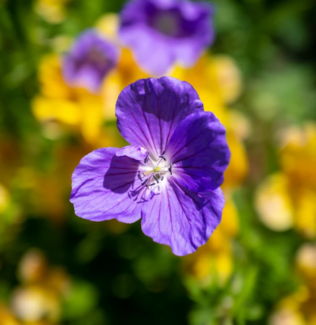 purple flower that has yellow and green plants behind it