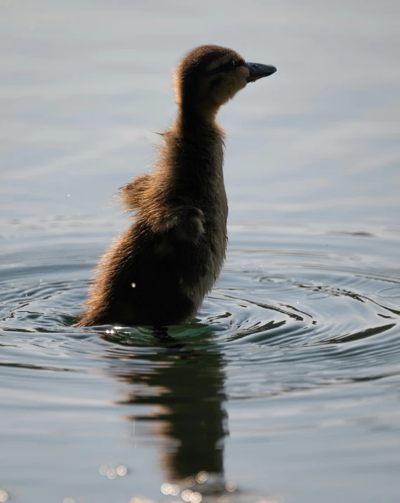 a baby duck in the water on top of a body of water