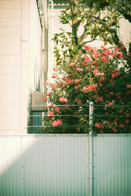 a wall that has some flowers next to it