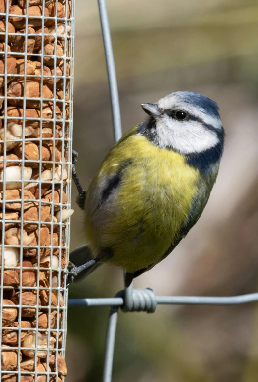 a small bird sitting on top of a wooden feeder