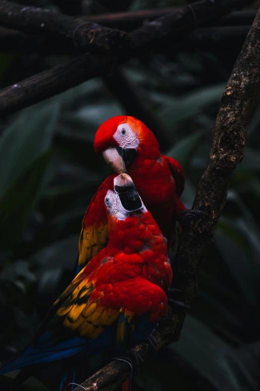 two bright colored parrots are on the tree nch