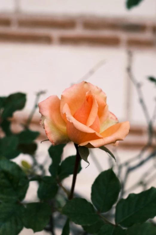 a single orange rose is shown against the wall