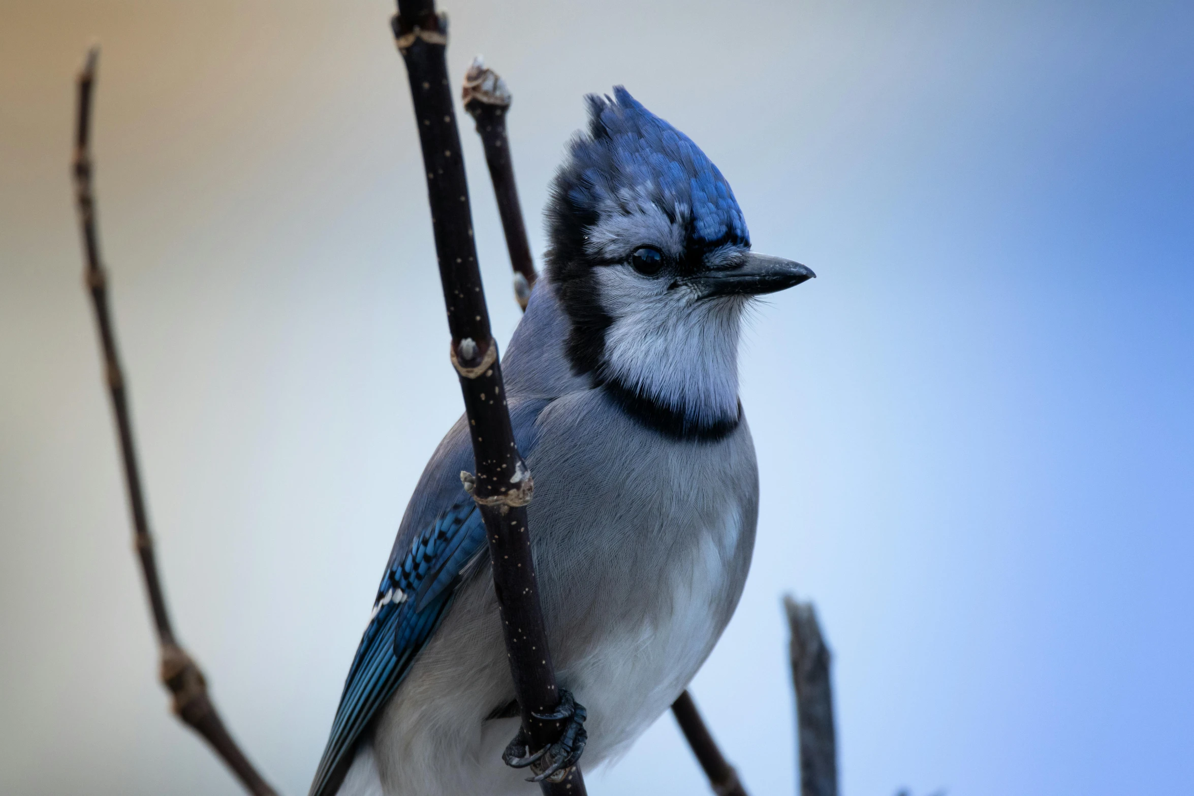 a blue jay sitting on top of a bare tree nch