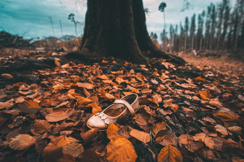 a pair of shoes sitting on the ground near a tree