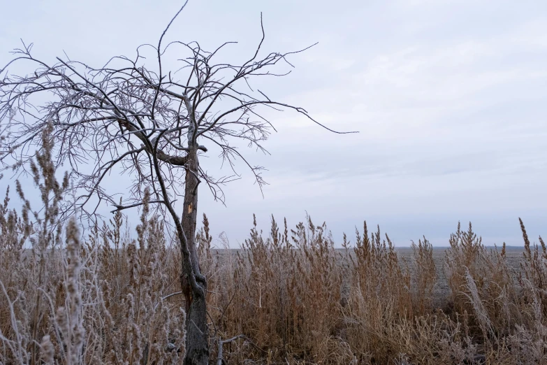 the tall brown trees in a field are not dying