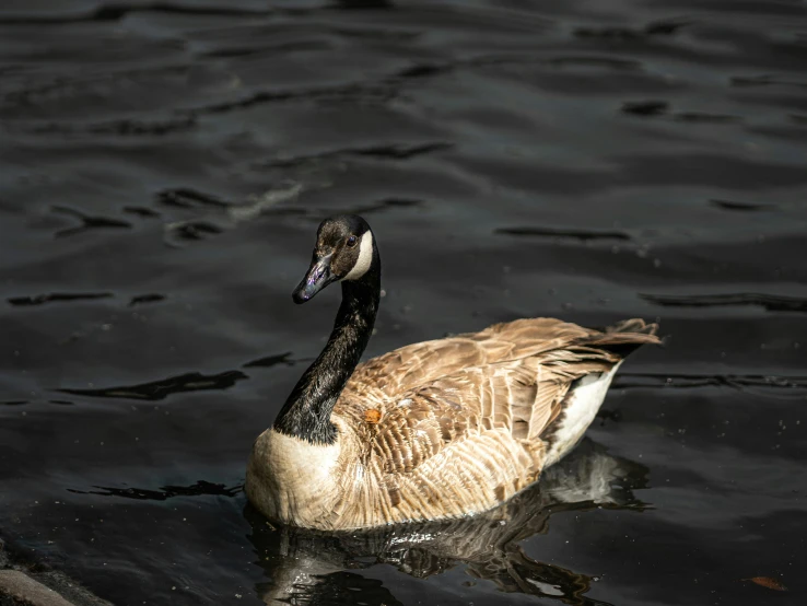 a close up of a duck in the water