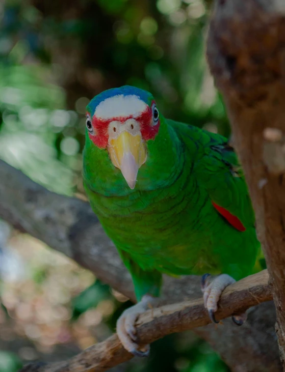 green bird sitting on nch near trees in outdoor area