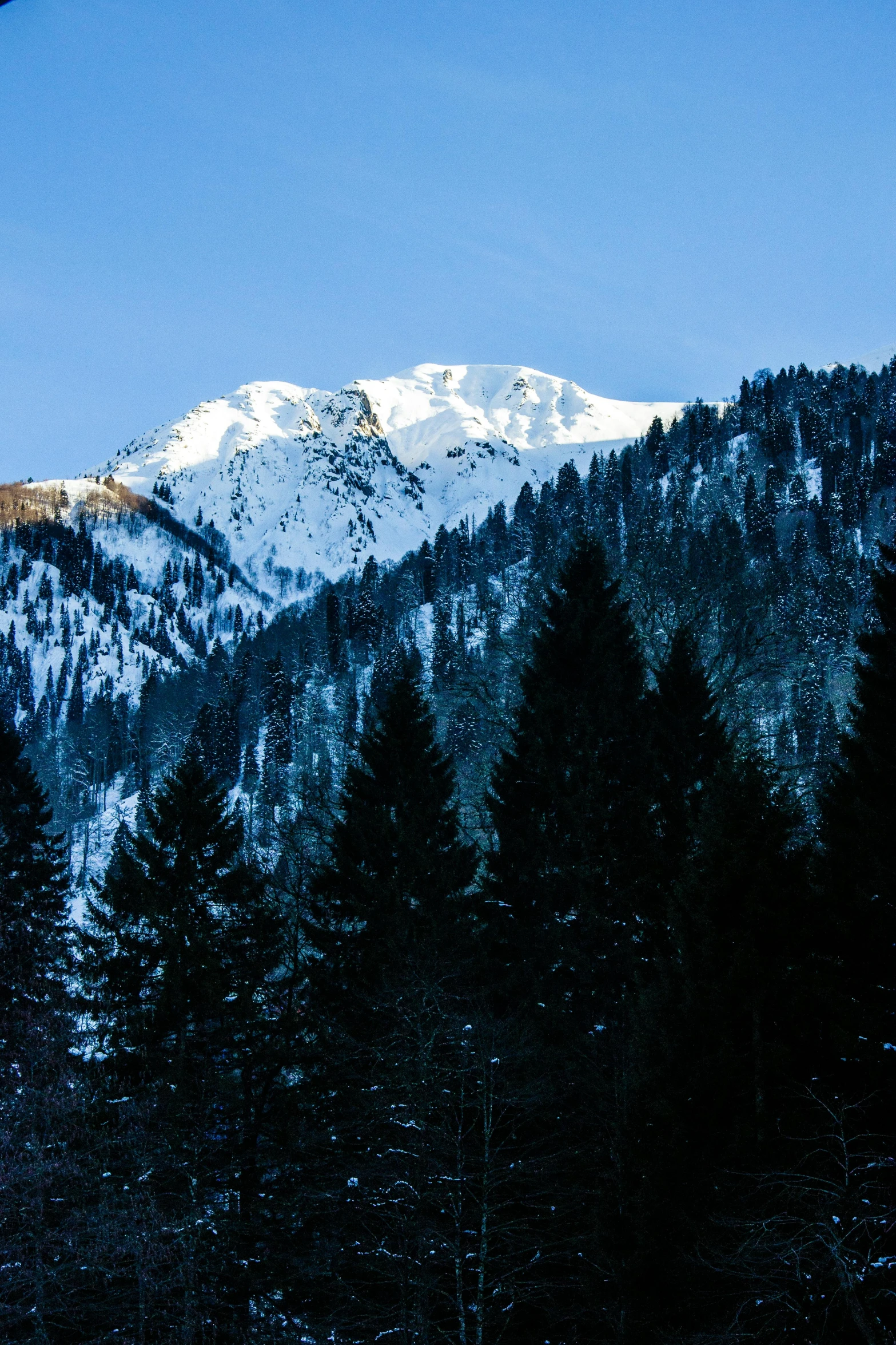 a scenic snowy mountain scene with trees