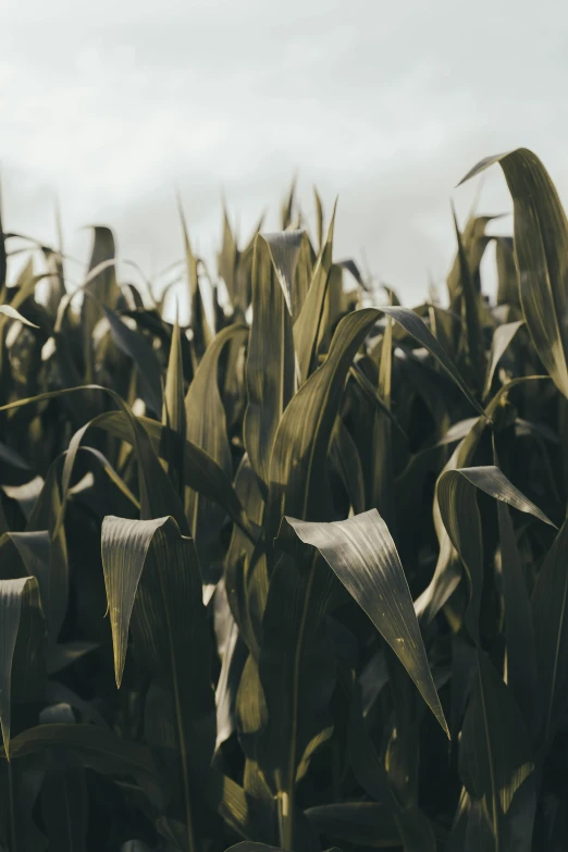 some tall corn fields of some sort