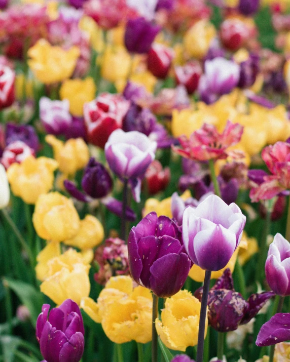 colorful flowers are growing outside in a field